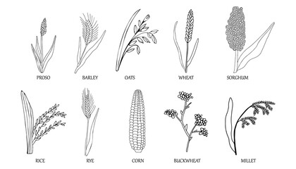 Hand drawn collection. Grains plants and cereal rye barley and wheat ear spikes. Vector sketch illustration for food package design template, engraving food.
