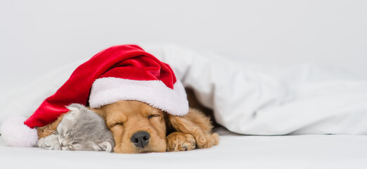 English Cocker Spaniel puppy wearing red santa's hat hugs kitten under warm blanket on a bed at home. Pets sleeps together. Empty space for text