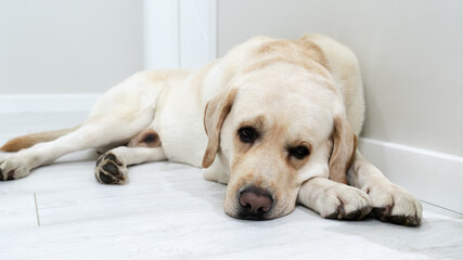 A sad Labrador dog is lying on the floor. White sad retweaver  in the apartment