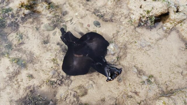 Closeup of a sea slug in water at the beach of Essaouira, Morocco. Animals in natural habitat.