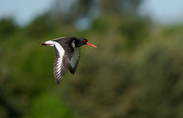 Oystercatcher, Haematopus ostralegus