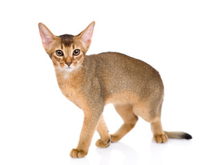 Young abyssinian young cat walks  and looks at camera. Isolated on white background - obrazy, fototapety, plakaty