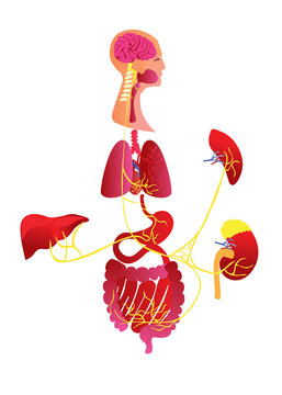 chinese new year lantern