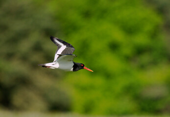 Oystercatcher, Haematopus ostralegus