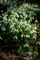 spring flowers white