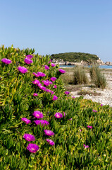 Obraz premium The plant succulent (Carpobrotus acinaciformis) close-up