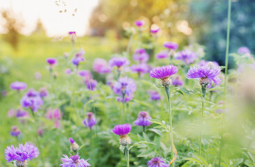 field of  violet flowers at sunset