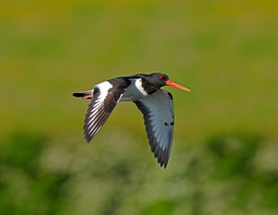 Oystercatcher, Haematopus ostralegus