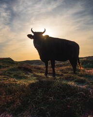 Cow backlit by sun in sanddunes