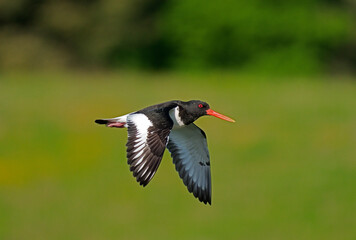 Oystercatcher, Haematopus ostralegus
