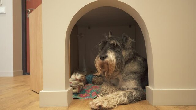 Airedale terrier in the doghouse