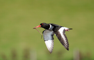 Oystercatcher, Haematopus ostralegus