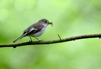 Pied flycatcher, Ficedula hypoleuca