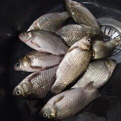Fresh catch of crucian carp, fish in the sink
