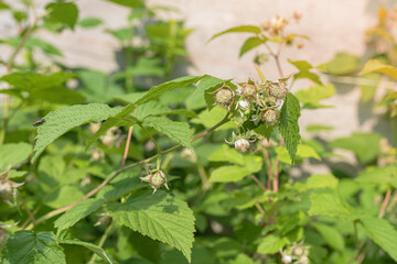 Green unripe raspberries on a bush close-up. Maturation. Raspberry ovary in nature close-up