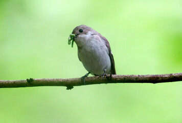 Pied flycatcher, Ficedula hypoleuca