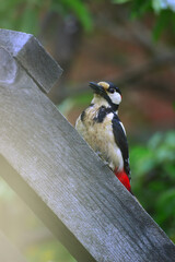 Woodpecker (lat. Picidae) sits on a wooden staircase. Summer landscape. Vertical photo.