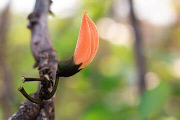 red and yellow flower