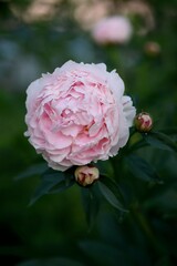 Paeonia lactiflora 'Sarah Bernhardt' flower buds, pink peony blooming in summer garden.
