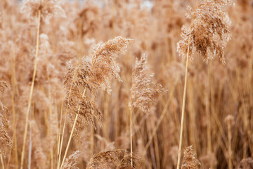 Pampas grass at sunset. Reed seeds in neutral colors on light background. Dry reeds close up. Trendy soft fluffy plant in the sun. Minimalistic stylish concept