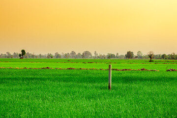 field and sky