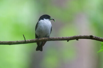 Fototapeta premium Pied flycatcher, Ficedula hypoleuca