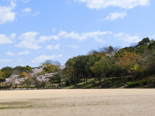 満開の桜が咲く春の日本の公園のグラウンド
