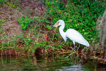Great White Egret eating large fish on the bank at Circle-B-Bar Reserve near Lakeland, Florida.