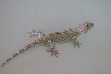 lizard on a wall