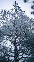 Snow covered pine tree in winter forest