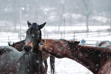 Horse biting another horse in winter