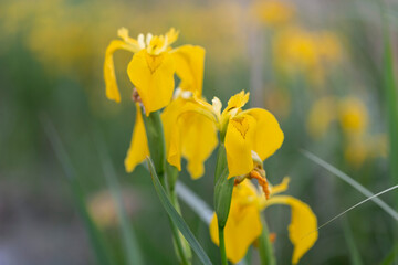 Iris pseudacorus, the yellow flag, yellow iris, or water flag, is a species of flowering plant in the family Iridaceae.