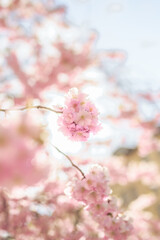 Blooming sakura flowers in Stockholm, Sweden
