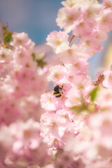 Bumblebee sitting on sakura flowers