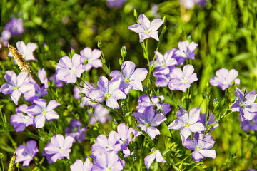 A color image of Linum Usitatissimum ( Common Flax ), linseed plant taken in a field in the Cotswolds area of England.