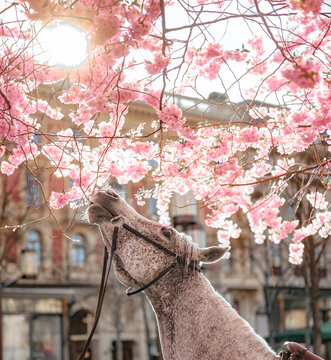Horse eating sakura flowers in Stockholm, Sweden