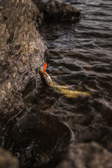 Pike catched with a fishing bait in lake