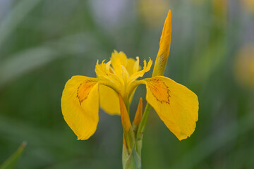 Iris pseudacorus, the yellow flag, yellow iris, or water flag, is a species of flowering plant in the family Iridaceae.