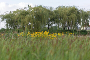 Iris pseudacorus, the yellow flag, yellow iris, or water flag, is a species of flowering plant in the family Iridaceae.