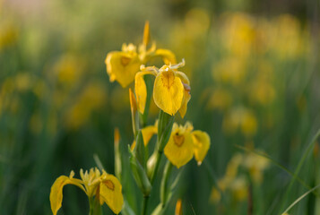 Iris pseudacorus, the yellow flag, yellow iris, or water flag, is a species of flowering plant in the family Iridaceae.