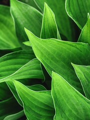Obraz premium Natural dark green background of green leaves. Abstract Green leaf texture. Summer background. Wallpaper. Top view