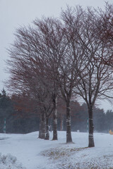 Winter scene of leafless trees in Hokkaido Japan.