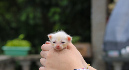 Um gatinho muito jovem e rabugento que acaba de acordar