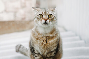 A funny striped white-brown cat looks at the camera in surprise. Cat sits on the street on a gray...