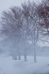 Fototapeta na wymiar Winter scene of leafless trees in Hokkaido Japan.