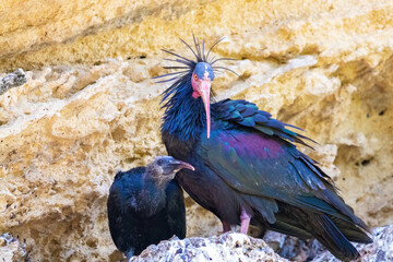 Northern bald ibis, hermit ibis or waldrapp - Geronticus eremita - in the nest with its chick