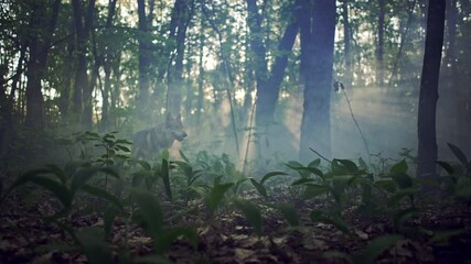 A mystical forest where a wolf runs and stops. Wild dangerous animal that lives and hunts in the wild. Slow motion video 4K.
