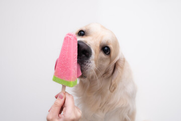 The Golden Retriever eats popsicles on a stick during the hot season. A female hand holds an ice cream for a dog.