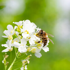 The bee (Apis mellifera) works on the flower Horseradish (Armoracia rusticana). Horseradish...