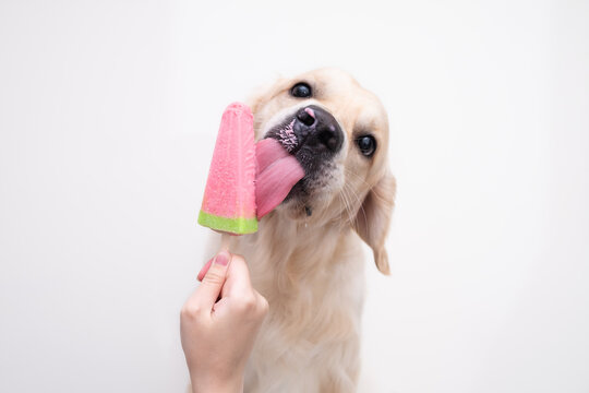 Dog Ice Images – Browse 50,446 Stock Photos, Vectors, and Video | Adobe  Stock